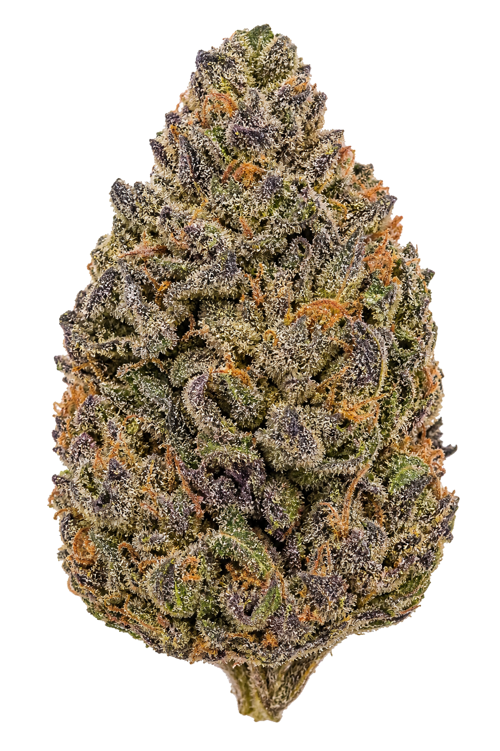 Indica