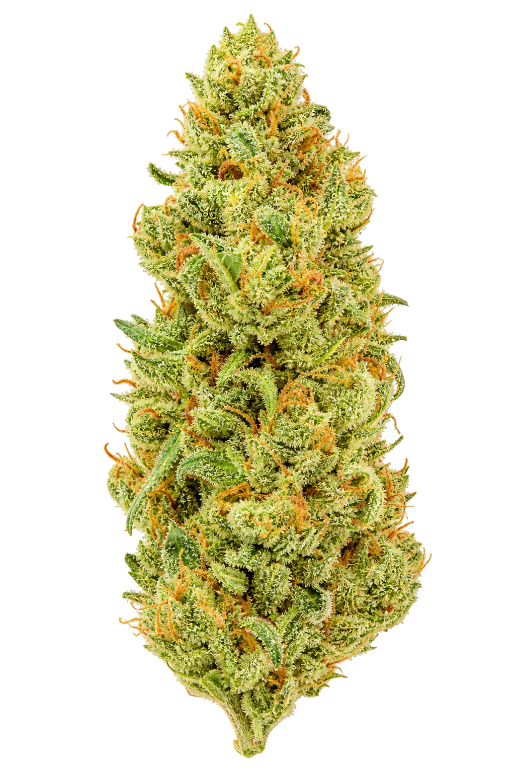 Sativa